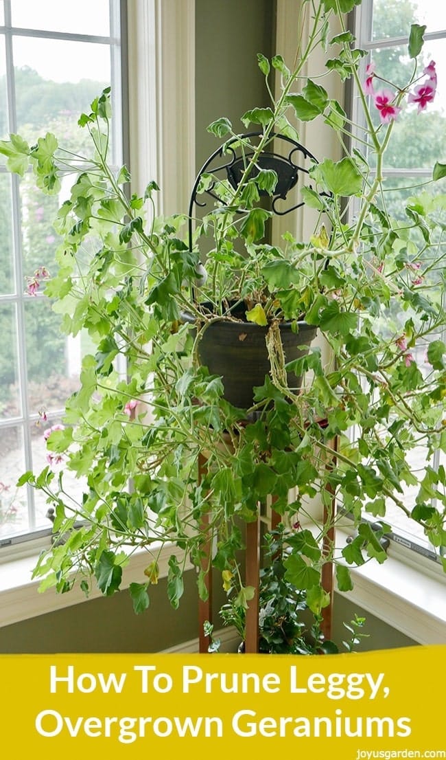 An overgrown, leggy geranium (pelargonium) next to a window. the text reads how to prune leggy overgrown geraniums