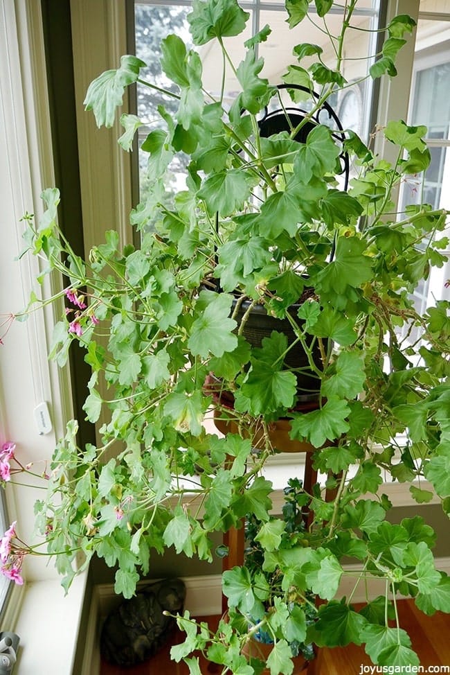 An overgrown geranium (pelargonium) sits on a stand in the corner with windows