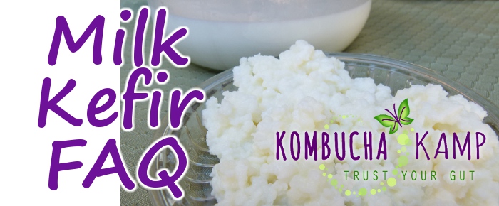 Milk Kefir FAQ from Kombucha Kamp