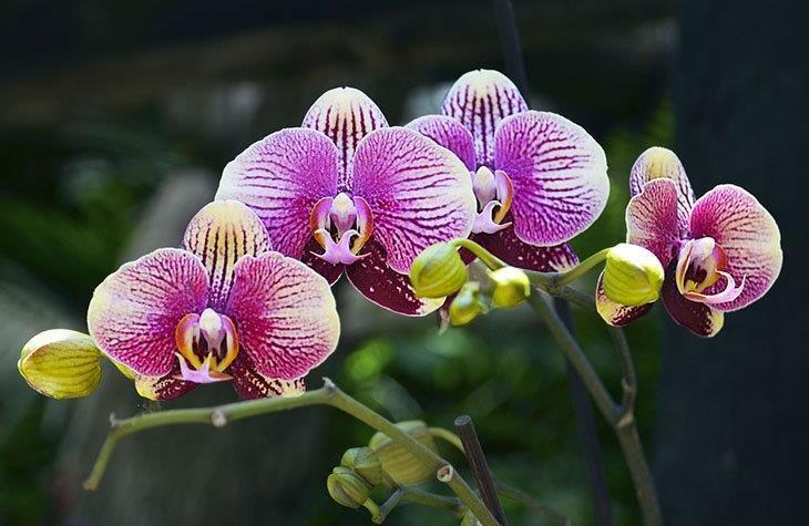 A-Phalaenopsis-orchid-flower-in-a-tropical-garden-How-to-Transplant-Orchids