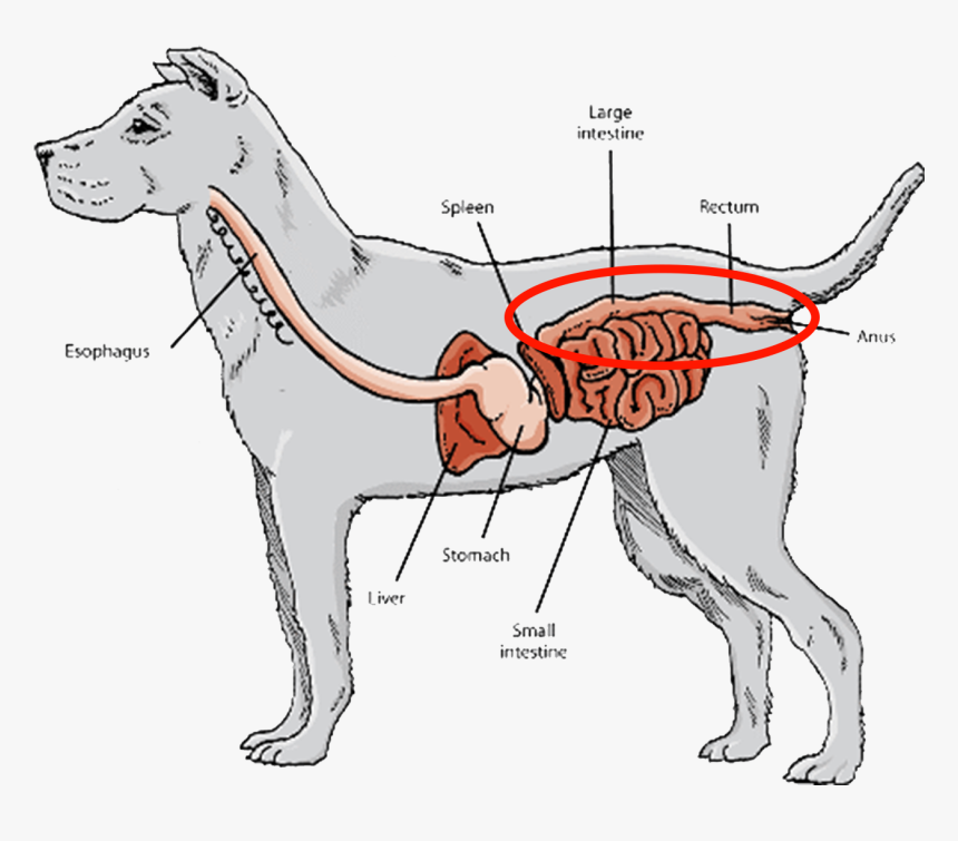 Жкт собаки схема