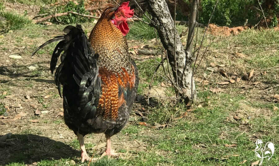 Charlie the rooster - a victim of 