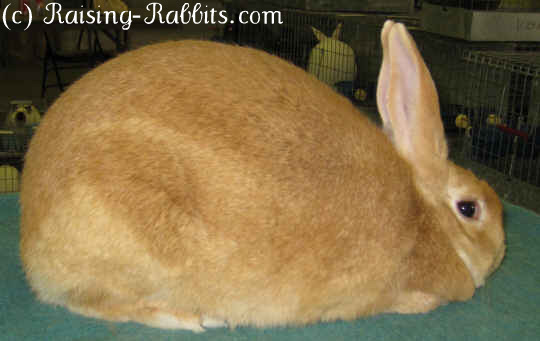 Palomino Rabbit