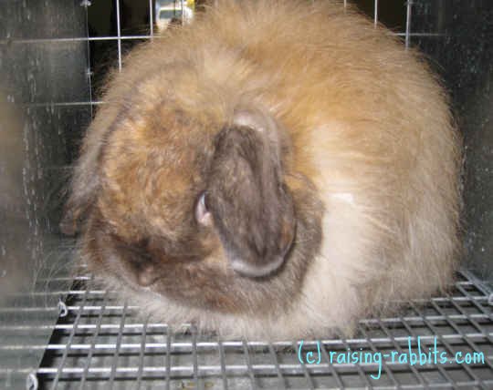 The American Fuzzy Lop has a compact body type
