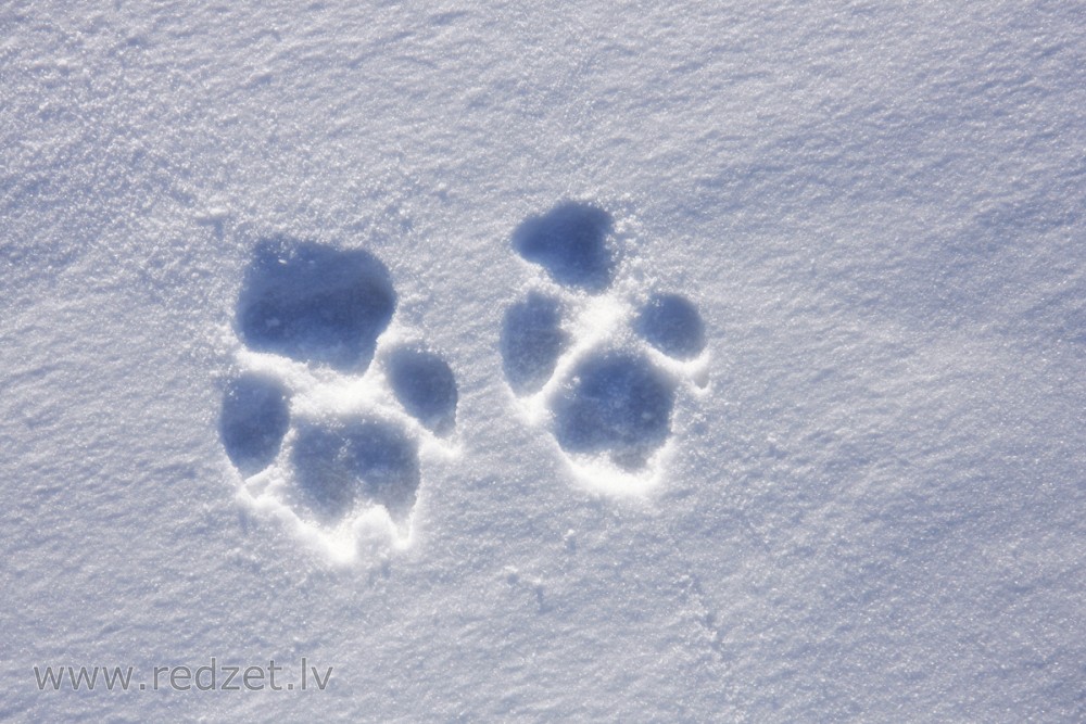 Зверя по следам слушать. Следы зверей на снегу. Отпечатки животных на снегу. Звериные следы на снегу. Следы лесных зверей на снегу.