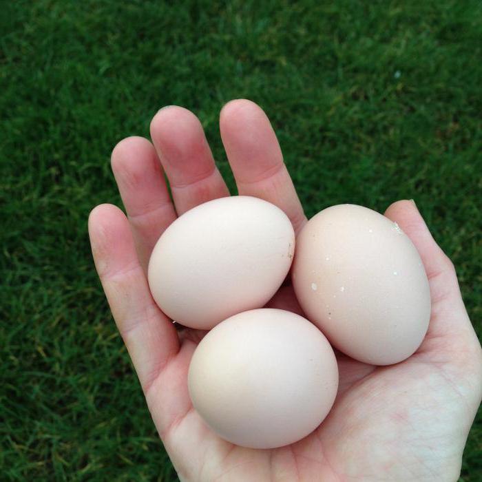 Кремовые яйца. Яйцо куриное. Яйцо Доминанта. Курица Доминант яйца. Яйца доминантных кур.