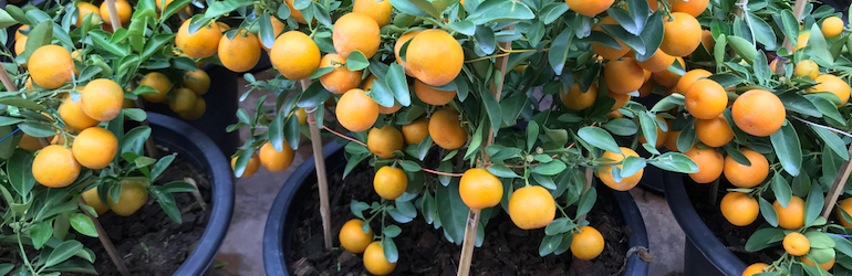 mini orange trees in a flower pot at home
