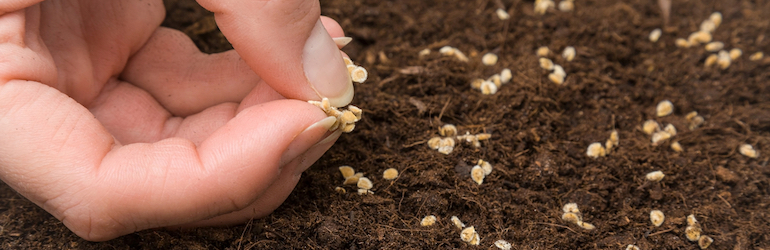 close up image of hands seeding tomato seeds