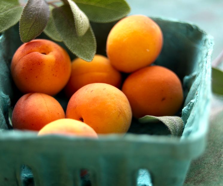 Полезные советы о приготовлении абрикосовых компотов