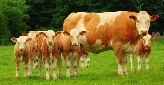 Корова с телятами симментальской породы