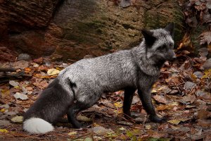 Серебристо-чёрная лисица