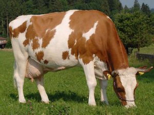 Молочный сорт симментальской породы коров 