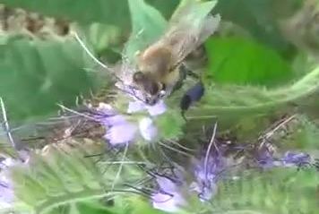 фацелия и пчела собирает пыльцу