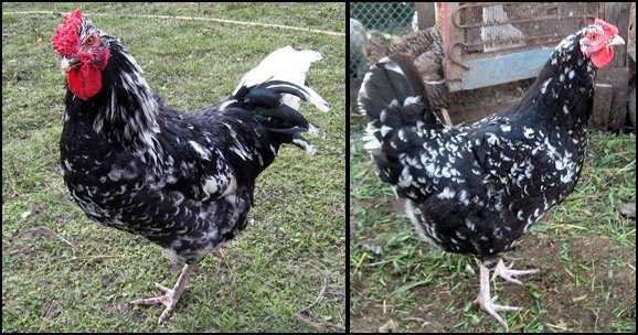 Австролорп черно пестрый порода кур