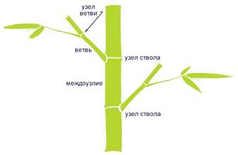 Какую форму строения имеет бамбук